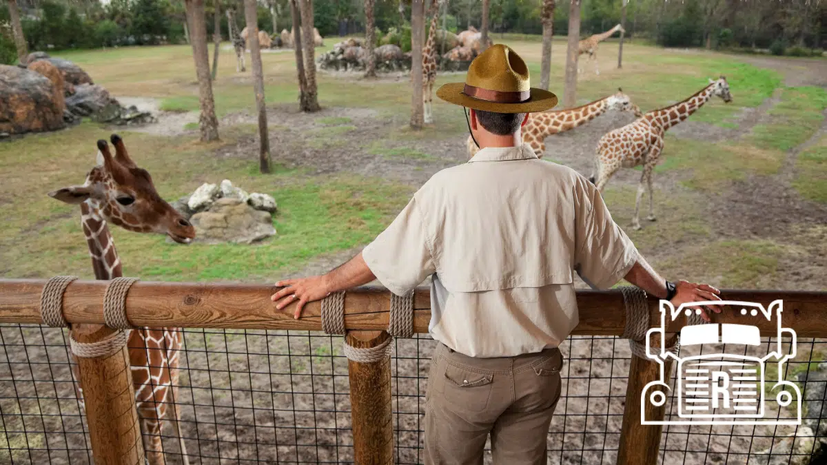 man at a giraffe enclosure