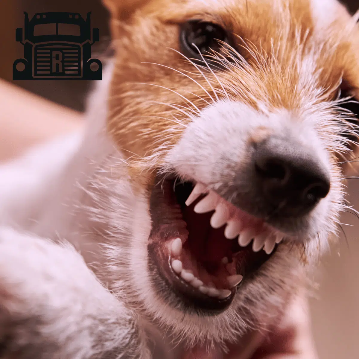 An angry Jack Russell Terrier