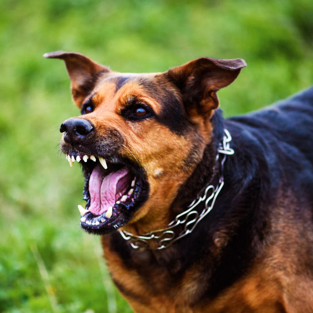 Dog Bites and Animal Attacks